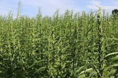 Imagem da notícia Governo de MS amplia isenção de ICMS para diversificar produção agrícola no Estado